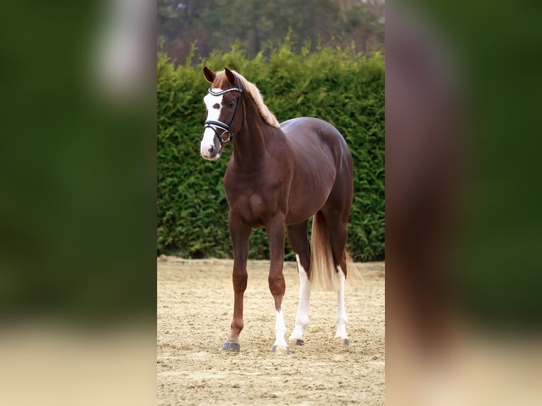 Caballo de salto Oldenburgo Semental 2 años 170 cm Alazán-tostado in Gersten