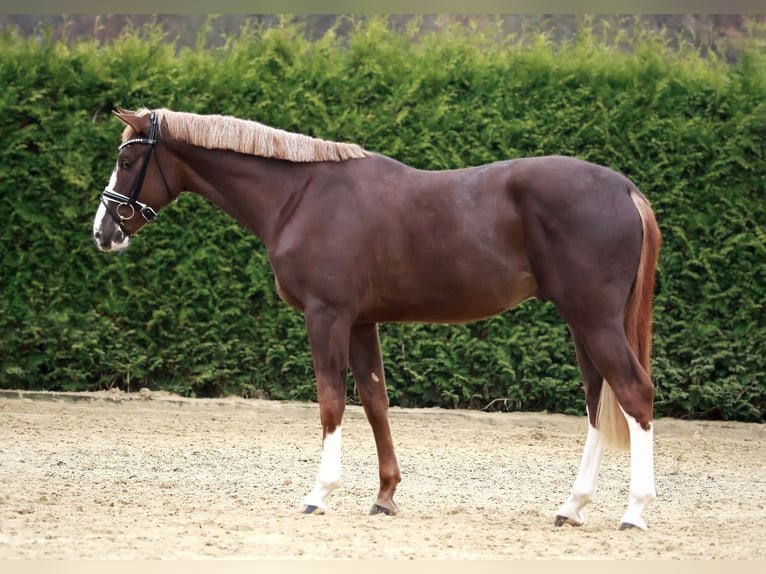 Caballo de salto Oldenburgo Semental 2 años 170 cm Alazán-tostado in Gersten