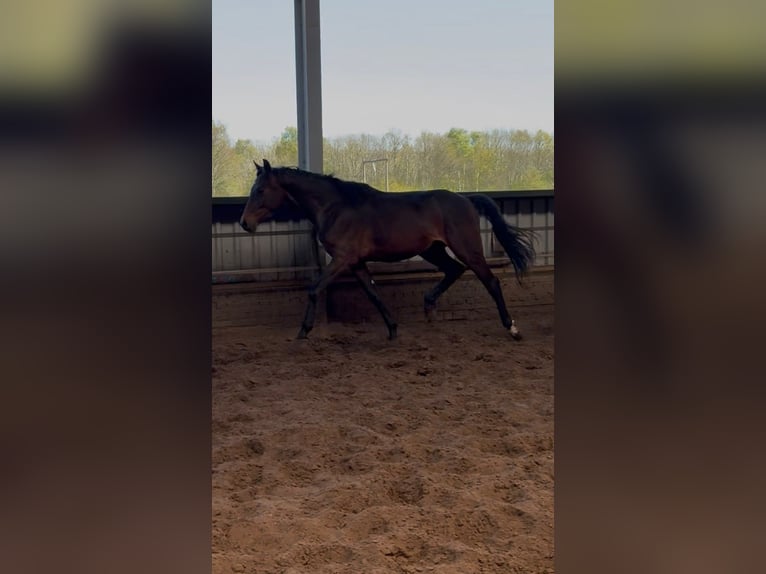 Caballo de salto Oldenburgo Semental 2 años 170 cm Castaño in Eerste Exloërmond