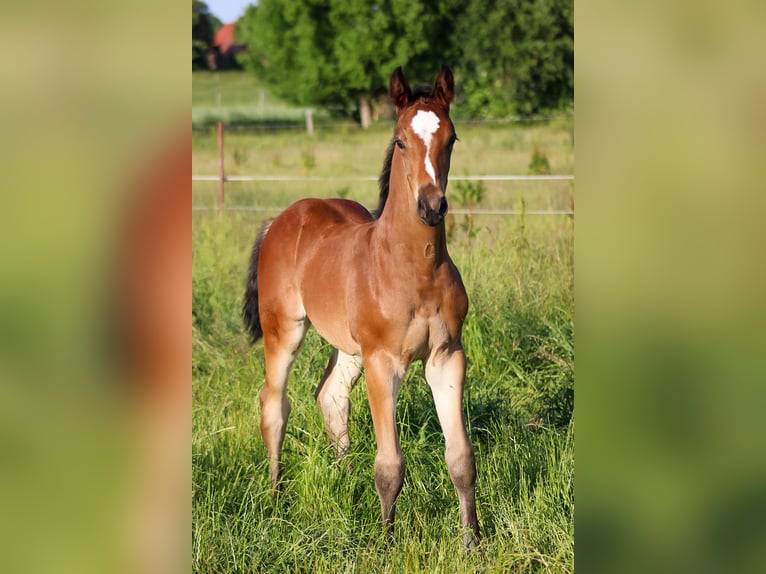 Caballo de salto Oldenburgo Semental 2 años 170 cm Castaño in Groß Roge