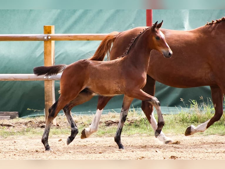 Caballo de salto Oldenburgo Semental 2 años 170 cm Castaño in Groß Roge