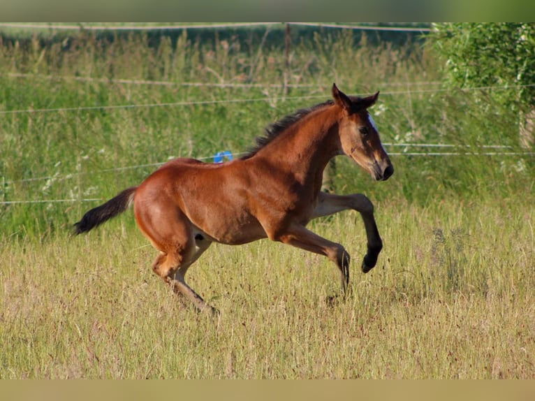 Caballo de salto Oldenburgo Semental 2 años 170 cm Castaño in Groß Roge