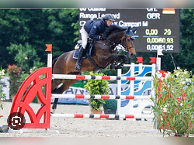 Caballo de salto Oldenburgo Semental 2 años 170 cm Castaño oscuro in Groß Roge