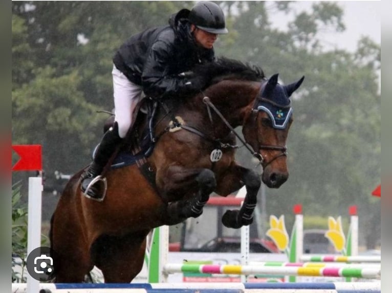 Caballo de salto Oldenburgo Semental 2 años 170 cm Castaño oscuro in Groß Roge