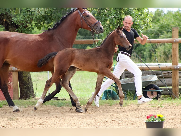 Caballo de salto Oldenburgo Semental 2 años 170 cm Castaño oscuro in Groß Roge