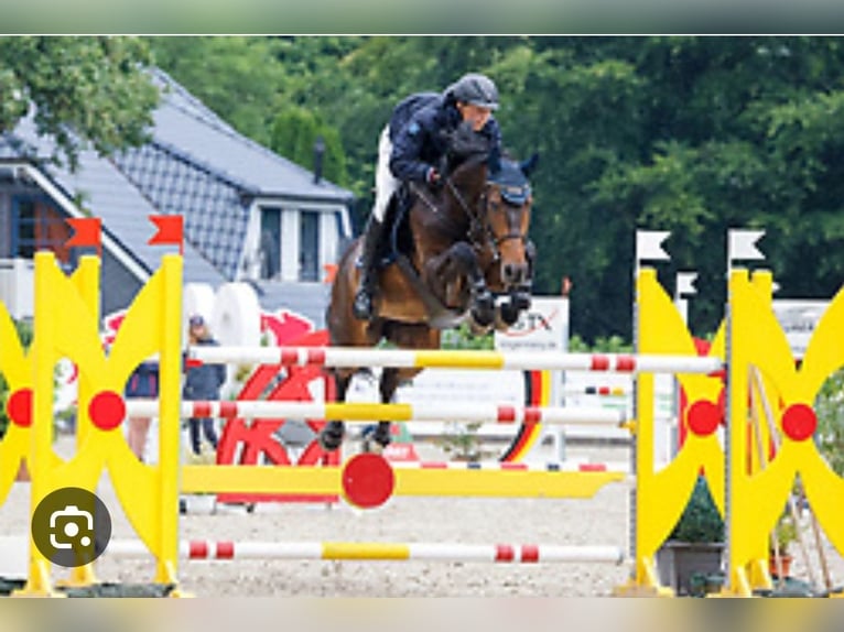 Caballo de salto Oldenburgo Semental 2 años 170 cm Castaño oscuro in Groß Roge