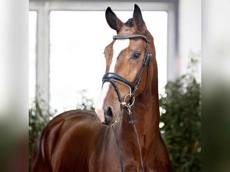 Caballo de salto Oldenburgo Semental 2 años 171 cm Castaño oscuro in Klein Berßen