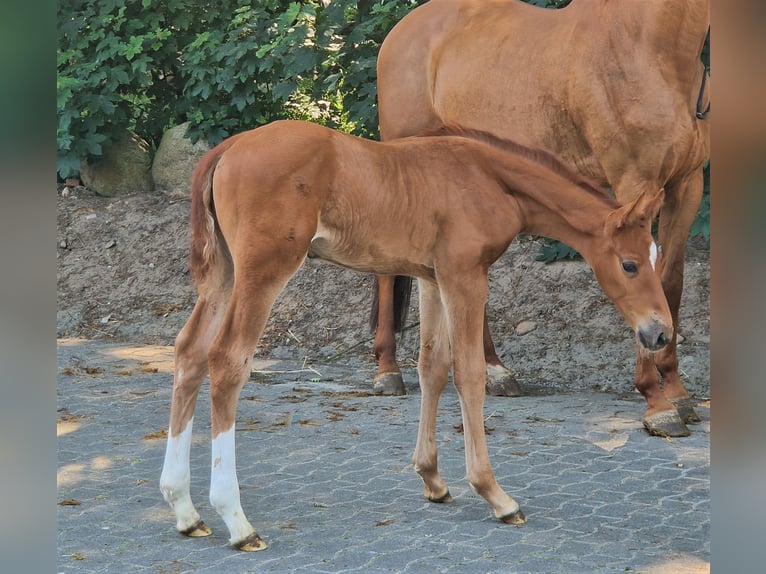 Caballo de salto Oldenburgo Semental 2 años 173 cm Alazán in Lindern (Oldenburg)