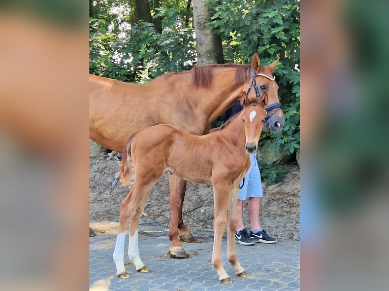 Caballo de salto Oldenburgo Semental 2 años 173 cm Alazán in Lindern (Oldenburg)