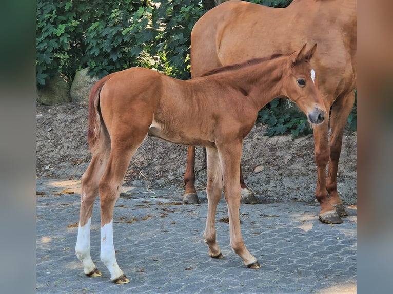 Caballo de salto Oldenburgo Semental 2 años 173 cm Alazán in Lindern (Oldenburg)