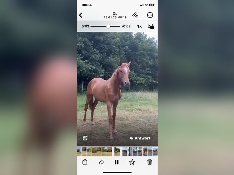 Caballo de salto Oldenburgo Semental 2 años Alazán in Dahlenburg