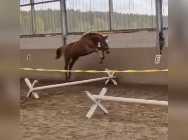 Caballo de salto Oldenburgo Semental 2 años Alazán in Dahlenburg