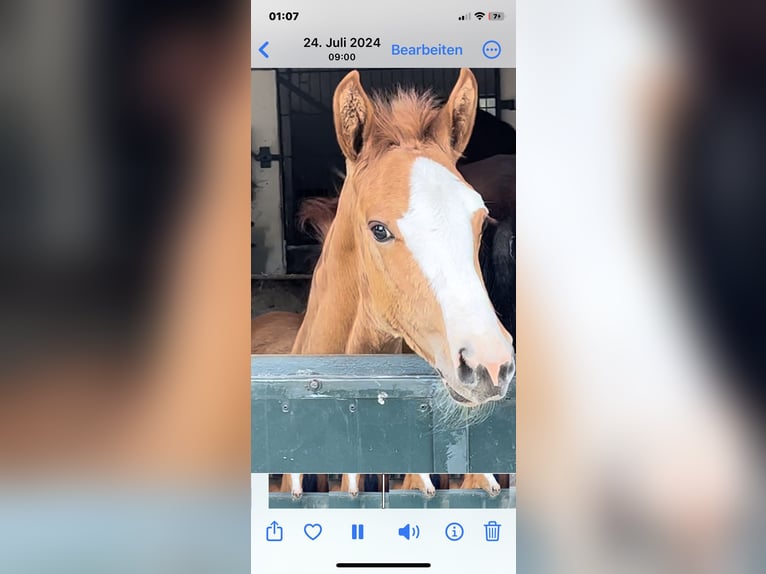 Caballo de salto Oldenburgo Semental 2 años Alazán in Dahlenburg