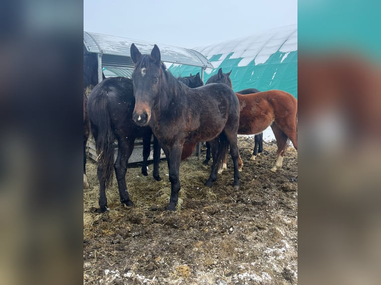 Caballo de salto Oldenburgo Semental 2 años Castaño in Hankensbüttel