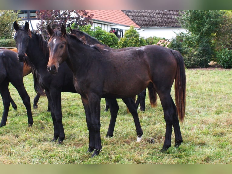 Caballo de salto Oldenburgo Semental 2 años Castaño in Hankensbüttel