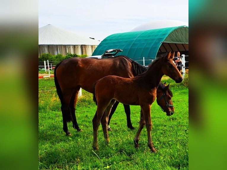 Caballo de salto Oldenburgo Semental 2 años Castaño in Hankensbüttel