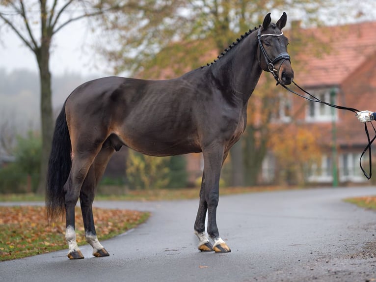 Caballo de salto Oldenburgo Semental 2 años Castaño in Rostock