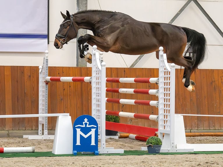 Caballo de salto Oldenburgo Semental 2 años Castaño in Rostock