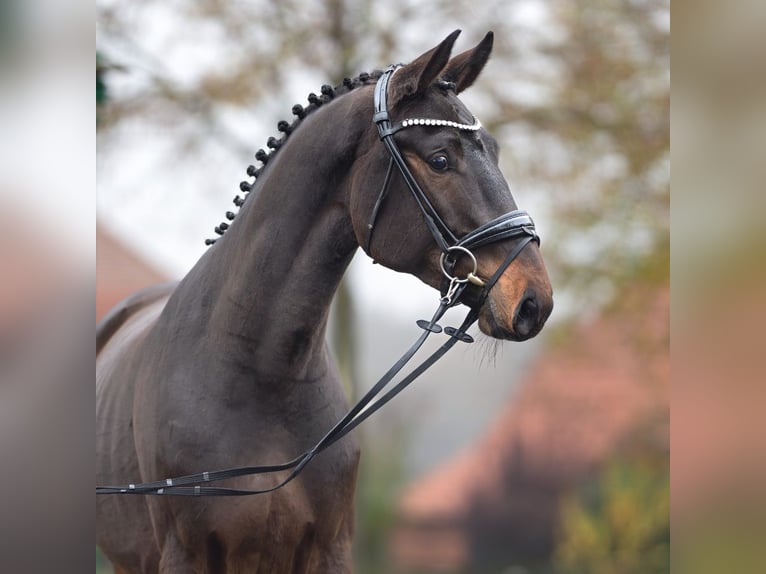 Caballo de salto Oldenburgo Semental 2 años Castaño in Rostock