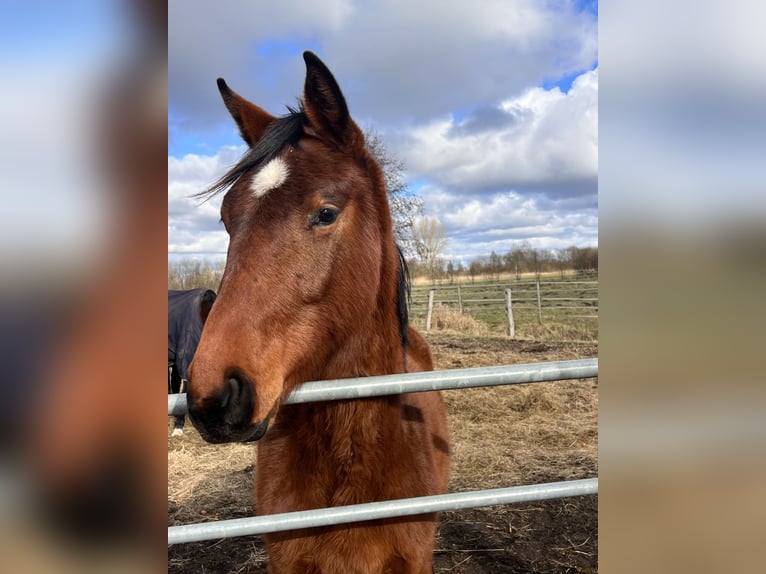 Caballo de salto Oldenburgo Semental 2 años Castaño in Dahlenburg