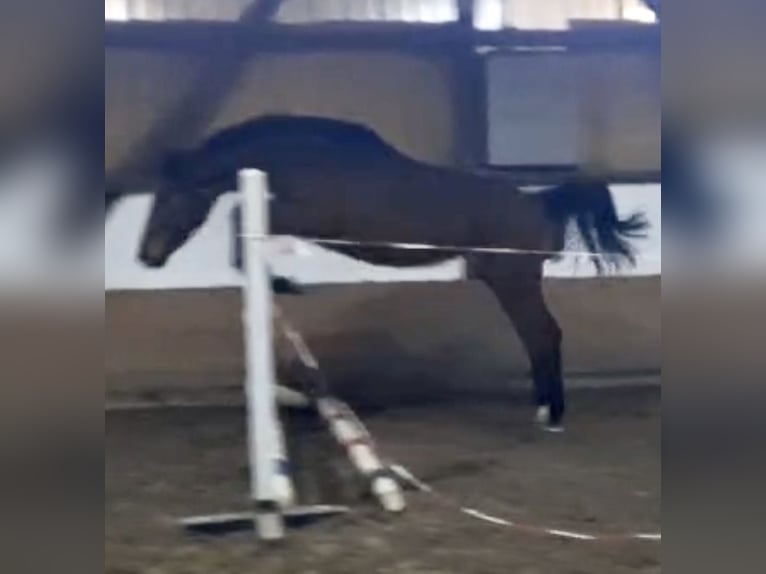 Caballo de salto Oldenburgo Semental 2 años Castaño in Dahlenburg