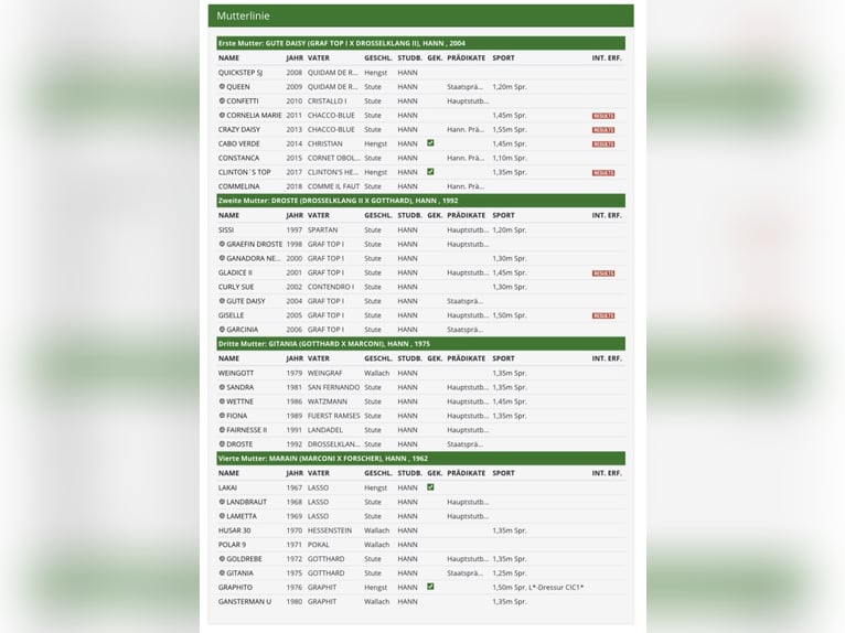 Caballo de salto Oldenburgo Semental 2 años Castaño in Lastrup