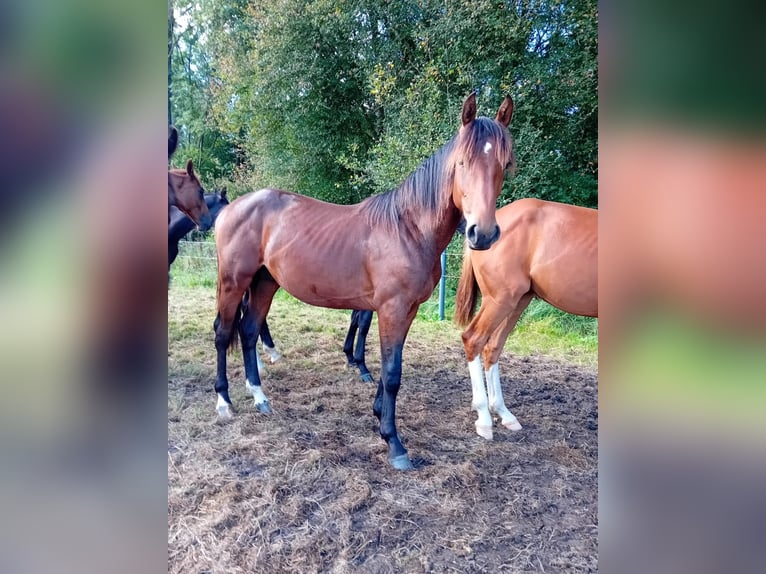 Caballo de salto Oldenburgo Semental 2 años Castaño in Lastrup