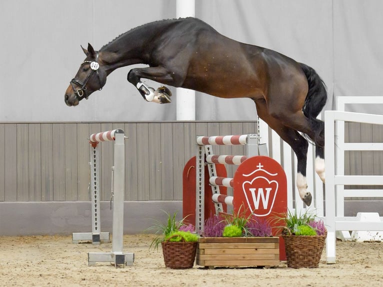 Caballo de salto Oldenburgo Semental 2 años Castaño in Münster-Handorf