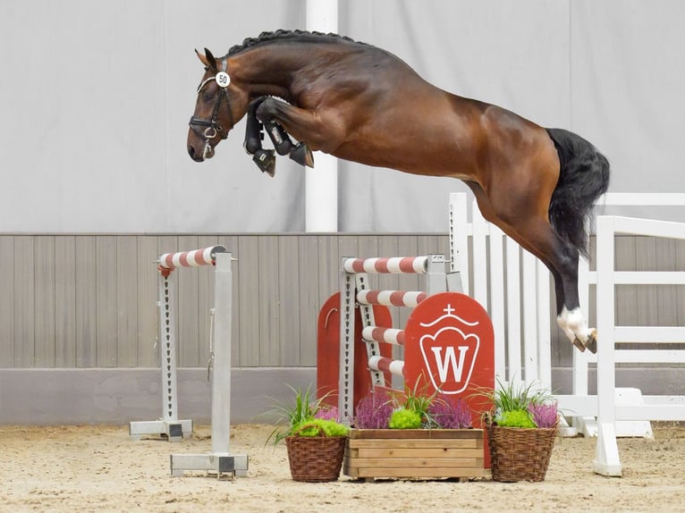 Caballo de salto Oldenburgo Semental 2 años Castaño in Münster-Handorf