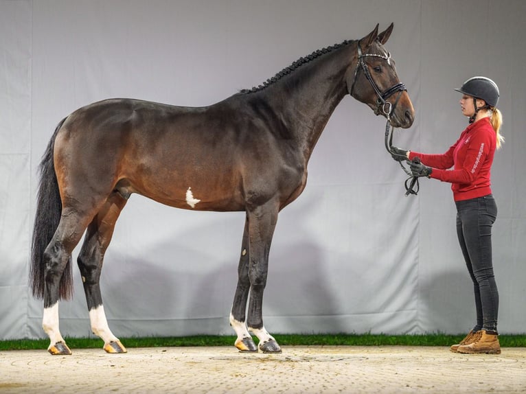 Caballo de salto Oldenburgo Semental 2 años Castaño in Münster-Handorf