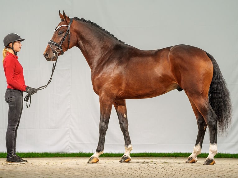 Caballo de salto Oldenburgo Semental 2 años Castaño in Münster-Handorf