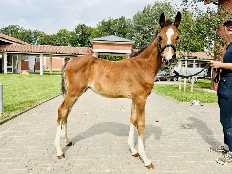 Caballo de salto Oldenburgo Semental 2 años Castaño in Zülpich