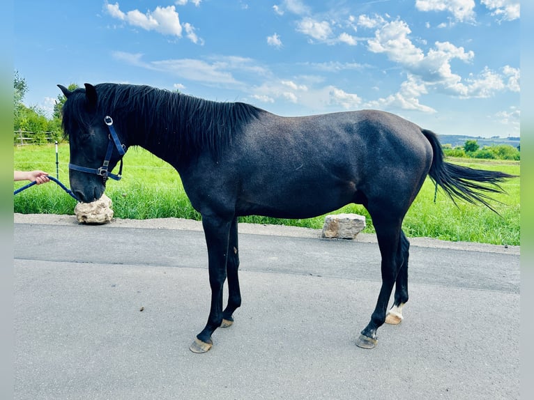 Caballo de salto Oldenburgo Semental 2 años Tordillo negro in Zülpich