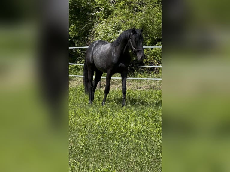 Caballo de salto Oldenburgo Semental 2 años Tordo in Modrová
