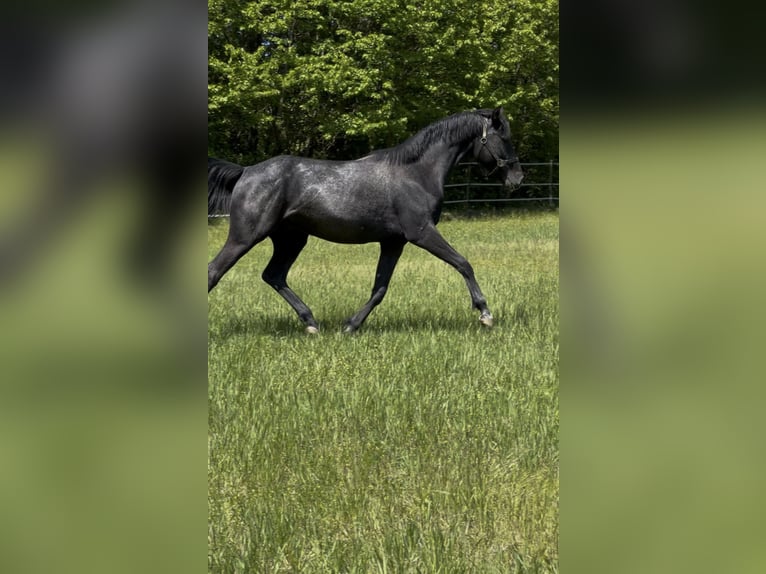Caballo de salto Oldenburgo Semental 2 años Tordo in Modrová
