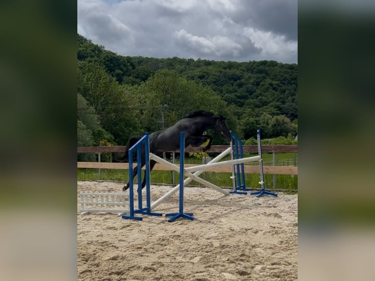 Caballo de salto Oldenburgo Semental 2 años Tordo in Modrová