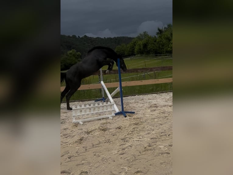 Caballo de salto Oldenburgo Semental 2 años Tordo in Modrová