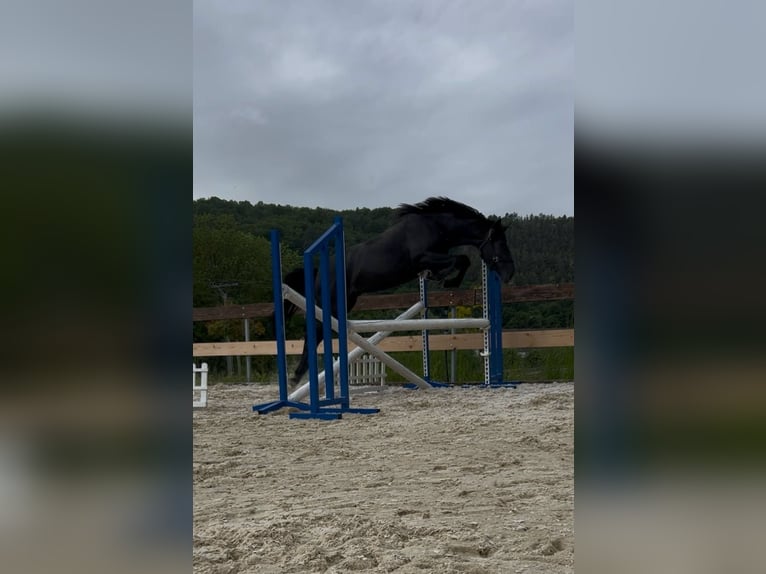 Caballo de salto Oldenburgo Semental 2 años Tordo in Modrová