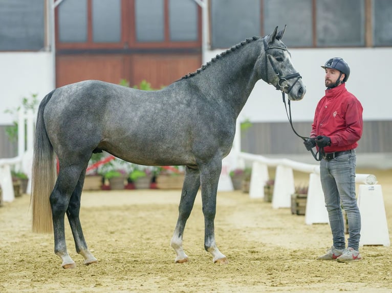 Caballo de salto Oldenburgo Semental 2 años Tordo in Münster-Handorf