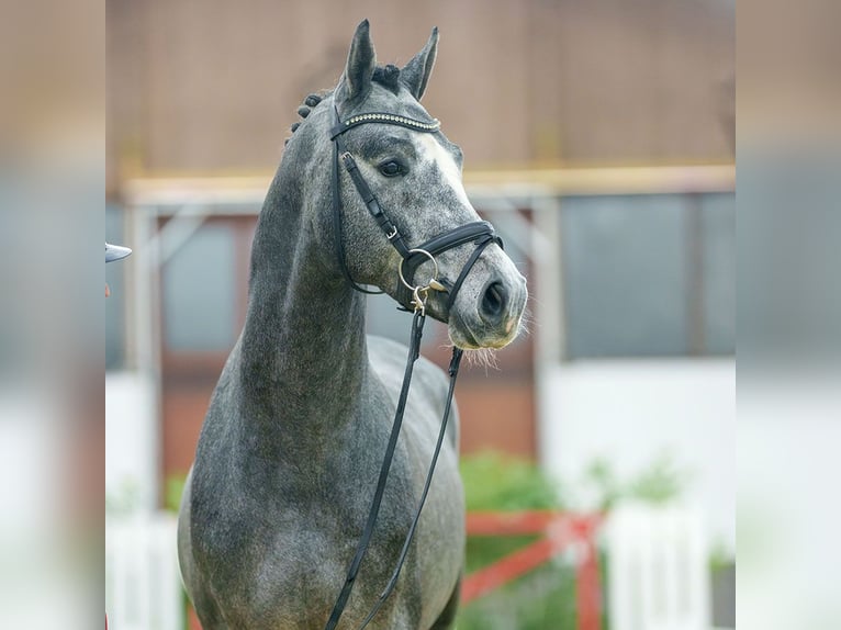 Caballo de salto Oldenburgo Semental 2 años Tordo in Münster-Handorf