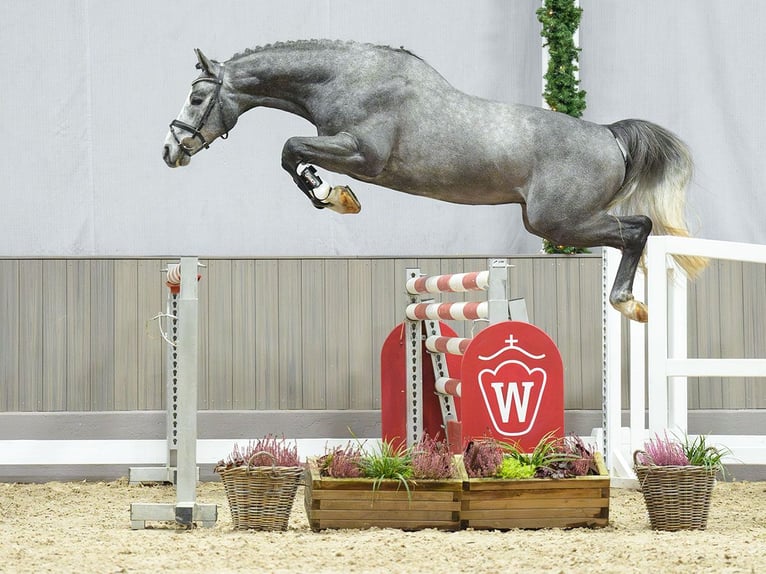 Caballo de salto Oldenburgo Semental 2 años Tordo in Münster-Handorf