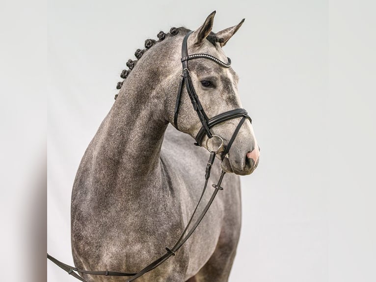 Caballo de salto Oldenburgo Semental 2 años Tordo in Münster-Handorf