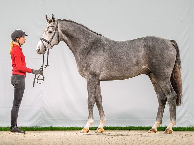 Caballo de salto Oldenburgo Semental 2 años Tordo in Münster-Handorf