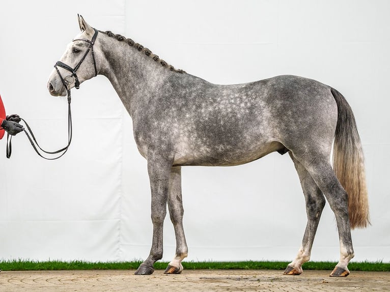 Caballo de salto Oldenburgo Semental 2 años Tordo in Münster-Handorf