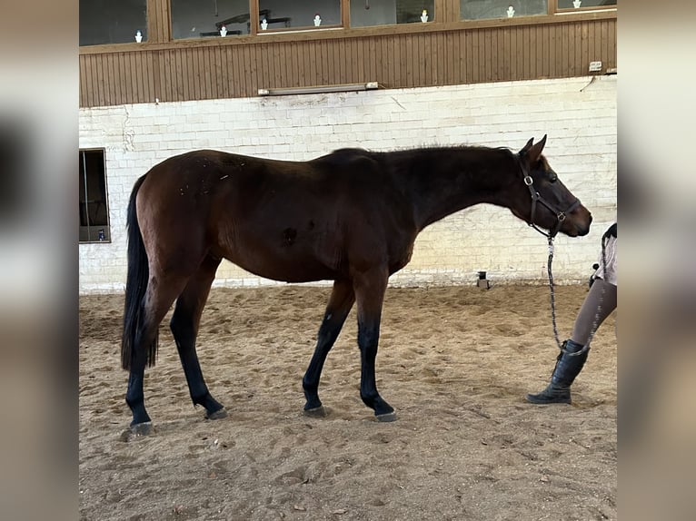 Caballo de salto Oldenburgo Semental 3 años 156 cm Castaño in Nienburg (Weser)