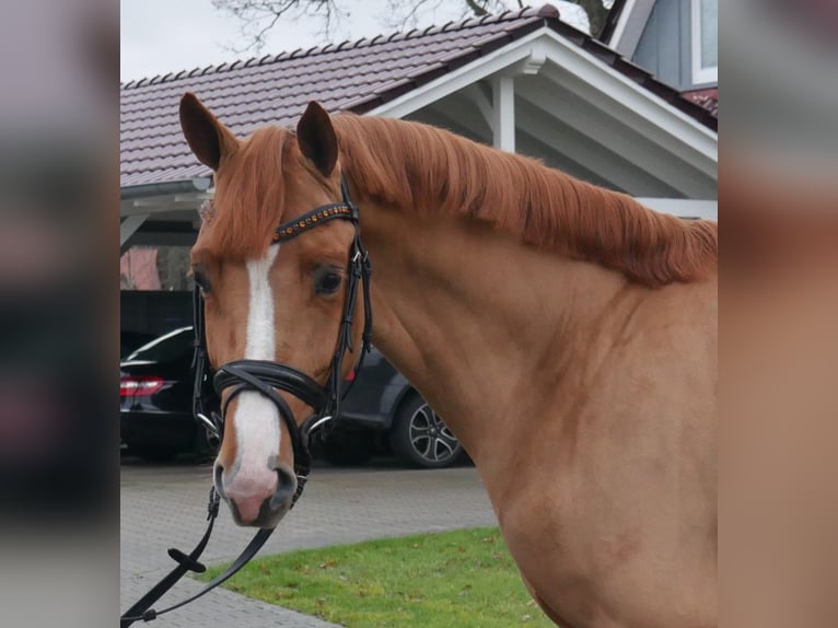 Caballo de salto Oldenburgo Semental 3 años 158 cm Alazán in Werlte