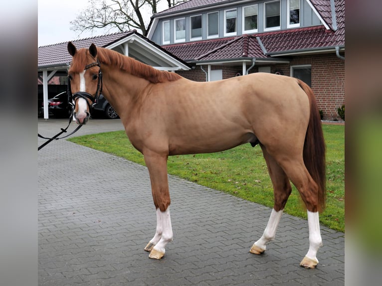 Caballo de salto Oldenburgo Semental 3 años 158 cm Alazán in Werlte