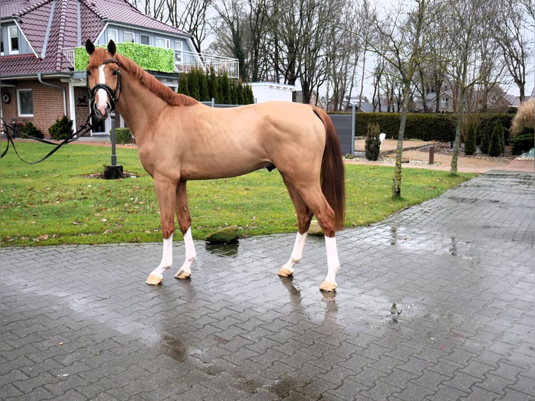 Caballo de salto Oldenburgo Semental 3 años 158 cm Alazán in Werlte