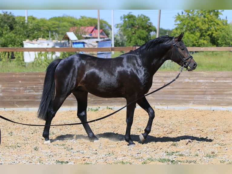 Caballo de salto Oldenburgo Semental 3 años 160 cm Castaño oscuro in Britovka