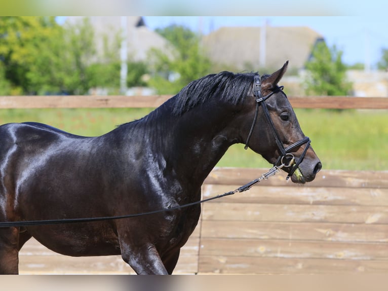 Caballo de salto Oldenburgo Semental 3 años 160 cm Castaño oscuro in Britovka